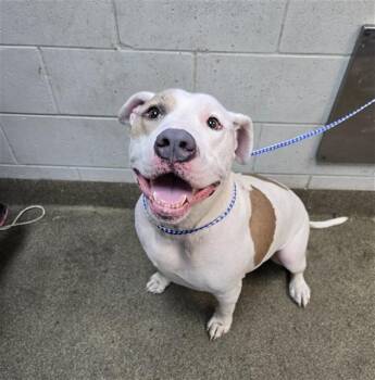 TANK -  Pit Bull Terrier and Mixed Breed Dog for Adoption in Jacksonville, Florida - TANK | PetCurious