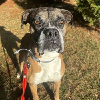 Rescue Boxer Dogs for Adoption in Lynchburg, Virginia - Moo Deng | PetCurious