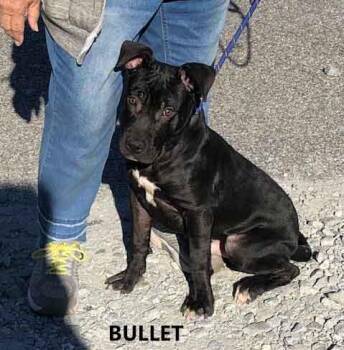 Rescue Pit Bull Terrier Dogs for Adoption in Washington, Georgia - Bullet | PetCurious