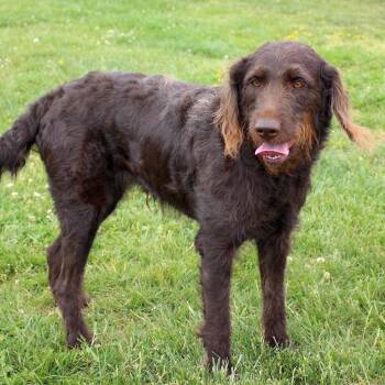 Chocolate Labrador Retriever and Poodle Dogs Available for Adoption in Lynchburg, Virginia - Shelby | PetCurious