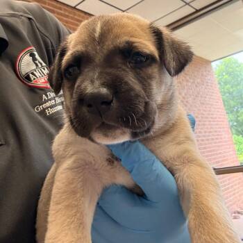 Leila -  Retriever Dog Available for Adoption in Birmingham, Alabama - Leila | PetCurious