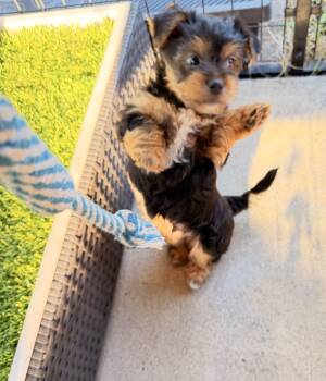 Freddy -  Yorkshire Terrier Dog for Sale in Lyons, Kansas - Freddy | PetCurious