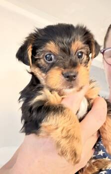 Freddy -  Yorkshire Terrier Dog for Sale in Lyons, Kansas - Freddy | PetCurious