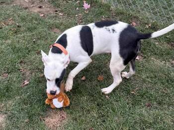 Rescue Pit Bull Terrier Dogs for Adoption - Dumbo | PetCurious