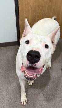 Dogo Argentino Dogs Available for Adoption in Sault Ste. Marie, Michigan - Kiwi | PetCurious