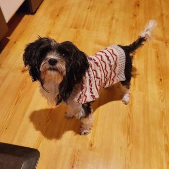 Bonnie -  Cockapoo and Mixed Breed Dog for Adoption in Northville, Michigan - Bonnie | PetCurious