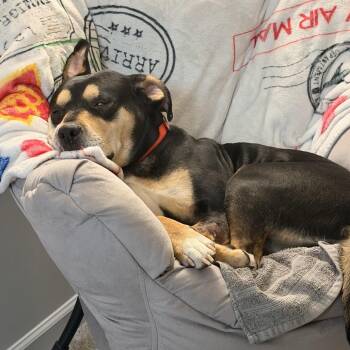 Pit Bull Terrier and Shepherd Dogs Available for Adoption - Butters | PetCurious