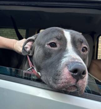 Drama -  Mixed Breed Dog for Adoption in New York, New York - Drama | PetCurious