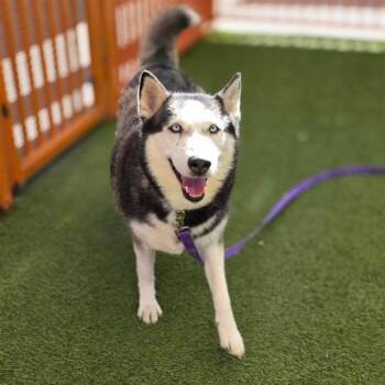 KIARA -  Siberian Husky Dog for Adoption in Las Vegas, Nevada - KIARA | PetCurious