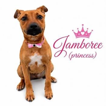 Mixed Breed Dogs Available for Adoption in Memphis, Tennessee - Jamboree (princess) | PetCurious