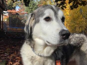 Rescue Great Pyrenees Dogs for Adoption in Portland, Oregon - Sky | PetCurious