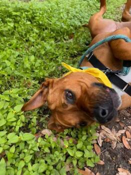 Red -  Pit Bull Terrier and Rhodesian Ridgeback Dog for Adoption in Austin, Texas - Red | PetCurious