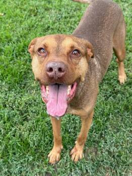 SCRAPPY -  Pit Bull Terrier Dog for Adoption in Riverside, California - SCRAPPY | PetCurious