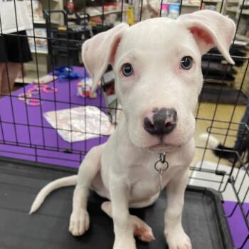 Kermit -  Catahoula Leopard Dog and Hound Dog for Adoption in Waggaman, Louisiana - Kermit | PetCurious