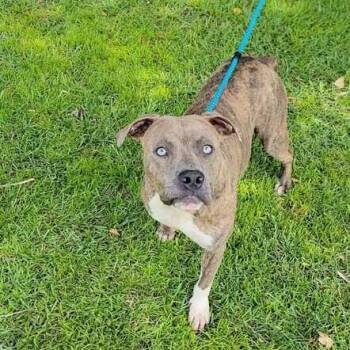 Otto -  Pit Bull Terrier Dog for Adoption in Valdosta, Georgia - Otto | PetCurious