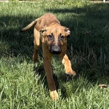 Jolly -  German Shepherd Dog and Pit Bull Terrier Dog for Adoption in Wichita, Kansas - Jolly | PetCurious
