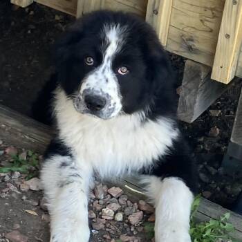 Great Pyrenees and Border Collie Dogs Available for Adoption - Bruno | PetCurious
