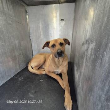 Black Mouth Cur Dogs Available for Adoption in San Antonio, Texas - JAKE | PetCurious