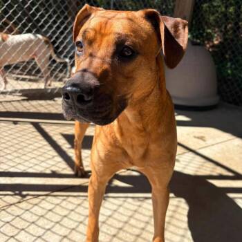 Mortimer Stray Hold 10/10 -  Mixed Breed Dog for Adoption in Huntington, West Virginia - Mortimer Stray Hold 10/10 | PetCurious