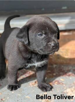 Labrador Retriever and Mountain Cur Dogs Available for Adoption in El Dorado, Arkansas - Bella | PetCurious