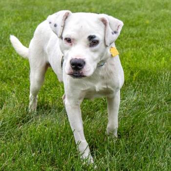 PANKO -  Labrador Retriever and Mixed Breed Dog for Adoption in St. Louis, Missouri - PANKO | PetCurious