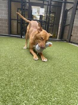 Drex -  Carolina Dog and Pit Bull Terrier Dog for Adoption in Atlanta, Georgia - Drex | PetCurious