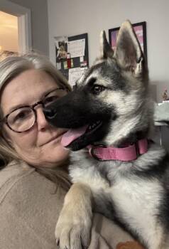 Rescue German Shepherd Dog and Husky Dogs for Adoption in Cambridge, Ontario - Indie | PetCurious