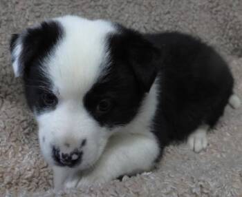 Border Collie and Shepherd Dogs Available for Adoption - DeeDee | PetCurious