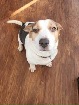 Shiloh -  Basset Hound and Beagle Dog for Adoption in Pine Grove, Pennsylvania - Shiloh | PetCurious