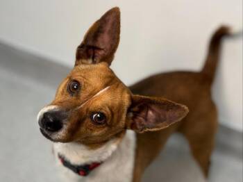 Speckles -  Chihuahua and Australian Cattle Dog Blue Heeler Dog for Adoption in Portland, Oregon - Speckles | PetCurious