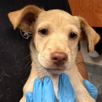 Mac -  Chihuahua Dog for Adoption in Yuma, Arizona - Mac | PetCurious