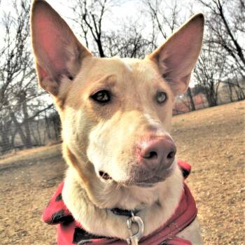 Husky and Mixed Breed Dogs Available for Adoption - Johnny | PetCurious