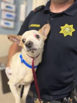STEWART -  Chihuahua and Mixed Breed Dog for Adoption in Riverside, California - STEWART | PetCurious