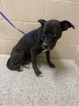 A431720 -  Labrador Retriever and Mixed Breed Dog for Adoption in Conroe, Texas - A431720 | PetCurious
