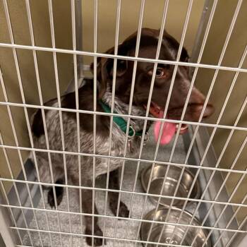 Sitka -  German Shorthaired Pointer and Australian Cattle Dog Blue Heeler Dog for Adoption in Durango, Colorado - Sitka | PetCurious