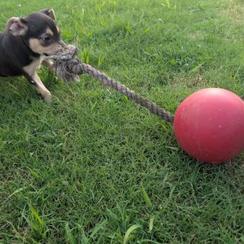 Unice -  Mixed Breed Dog for Adoption in Pittsburg, Kansas - Unice | PetCurious