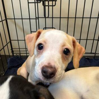 Chihuahua and Jack Russell Terrier Dogs Available for Adoption in Wilmington, Delaware - Flopsy | PetCurious