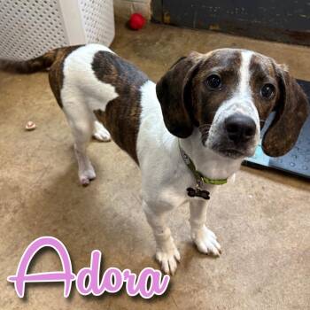 Beagle Dogs Available for Adoption - Adora | PetCurious