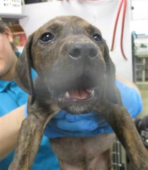 Pit Bull Terrier Dogs Available for Adoption in Oklahoma City, Oklahoma - A472730 | PetCurious