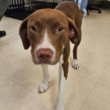 Mindy -  Mixed Breed Dog for Adoption in Lake Panasoffkee, Florida - Mindy | PetCurious