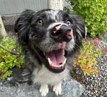 ROCKY -  Australian Shepherd and Mixed Breed Dog for Adoption in Anchorage, Alaska - ROCKY | PetCurious