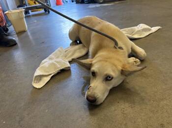 SNOWFLAKE -  Siberian Husky and German Shepherd Dog Dog for Adoption in Ontario, California - SNOWFLAKE | PetCurious