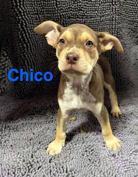 Rescue Mixed Breed Dogs for Adoption in Fountaintown, Indiana - Chico | PetCurious