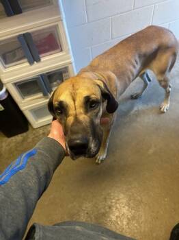 Rescue Great Dane and Mixed Breed Dogs for Adoption in Anderson, Indiana - Carrie | PetCurious