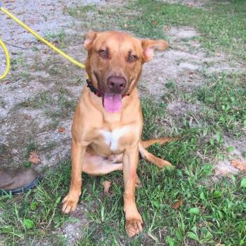 Rescue Vizsla Dogs for Adoption in Locust Fork, Alabama - Franklin | PetCurious