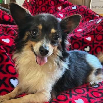 Chihuahua Dogs Available for Adoption - Buddy Chihuahua | PetCurious