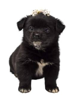 Billi Bobbie -  Chihuahua and Australian Shepherd Dog for Adoption in Springfield, Ohio - Billi Bobbie | PetCurious