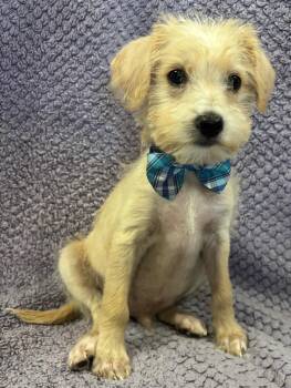 Rescue Maltese and Chihuahua Dogs for Adoption in Lodi, California - Griffin | PetCurious