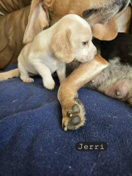 Rescue Beagle Dogs for Adoption in Overland Park, Kansas - Jerri - Fostered In Omaha | PetCurious