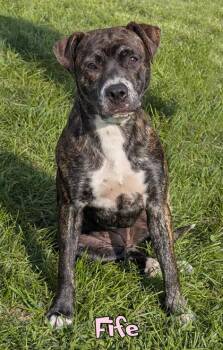 Fife -  Patterdale Terrier Fell Terrier and Mixed Breed Dog for Adoption in Mason, Michigan - Fife | PetCurious